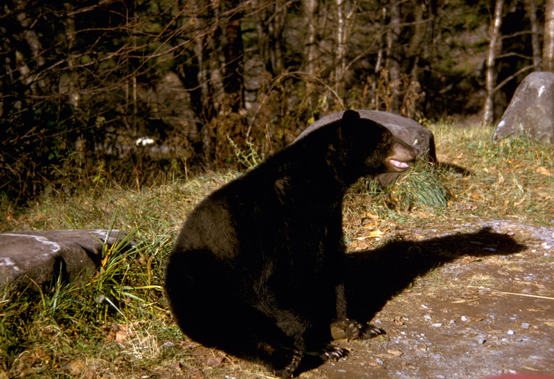 photos, aggression, animals In The Wild, Black Bear, water, outdoors, mammal, forest, smoky, mouth open, mountains, hunting, animals hunting, day, animal