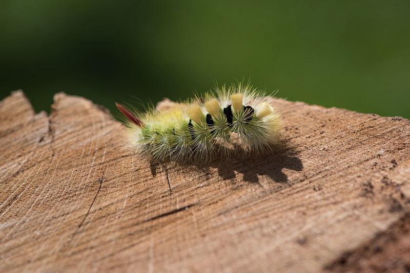 close, invertebrate, hairy, close-up, brown, plant, danger, animals in the wild, calliteara pudibunda, green, no people, red tailed, outdoors, wood - material