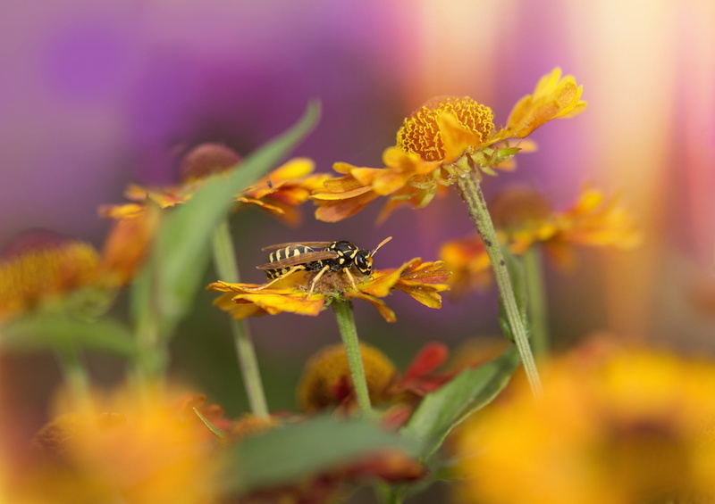perched, flora, helenium, proboscis, asteraceae, 1080P, macro, blossom, plant, sun brews, yellow, food shots, animal themes, garden, invertebrate, red
