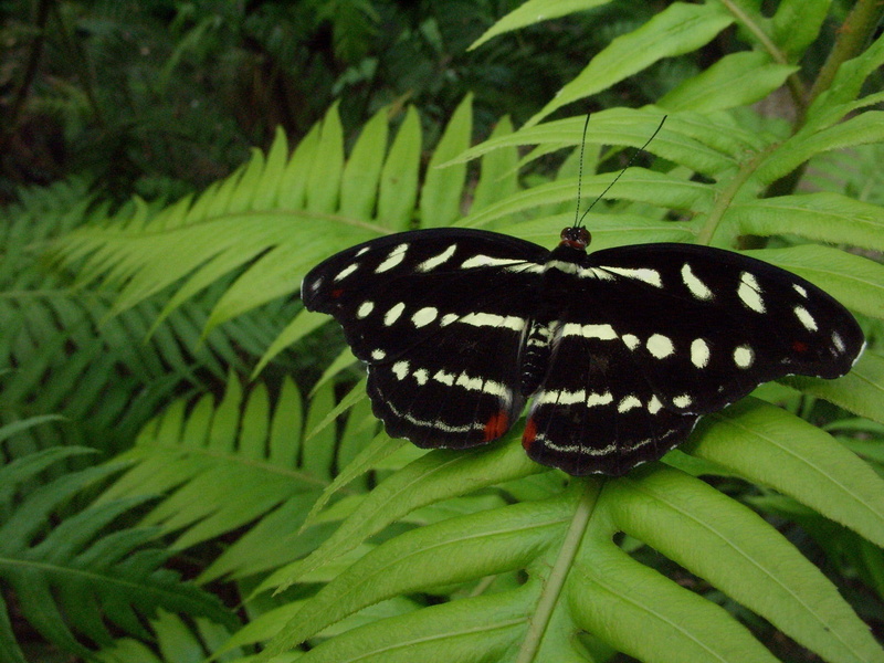 perched, plant, 1080P, one animal, wings, female, garden, focus on foreground, nature, leaf, black, plant part, animals in the wild, pattern, animal themes