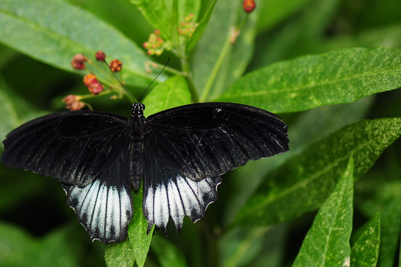 4K, flower, animal themes, butterfly - Insect, outdoors, animal wildlife, close up photography, macro, insect, summer, black, butterfly, lepidoptera, growth