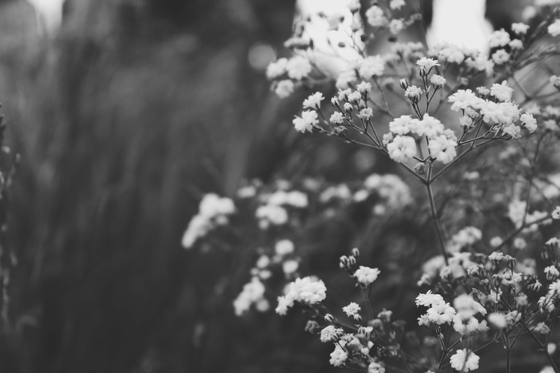 outdoors, faded, focus on foreground, plant, nature, close-up, bush, grayscale, romania, no people, oradea, vulnerability, vegetation, freshness, geranium