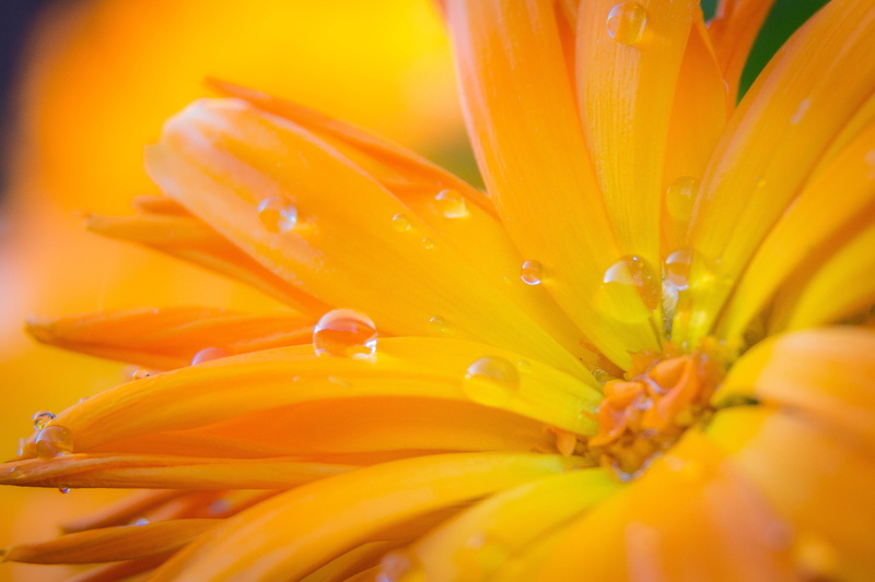 canon  eos  70d, 4K, closeup, yellow  gold, orange flower, flower, Weather, macro, close-up, marigold, Sunny, orange, nature, close, plant, photo, petal