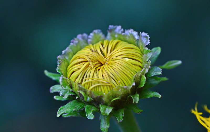 70D, light, Flower, f/2, eos, spider, dream, Nature, Makro, Yellow, flickr, plant, sun, green, selective, Dreams, USM, petal, Flora, Fantastic, flower Head