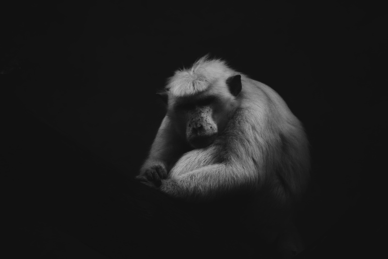 dark, 70d, asia, animal, canon, primate, one Animal, dark cloud, nature, monkey, africa, mammal, ape, wildlife, endangered Species, close-up, cute, macaque