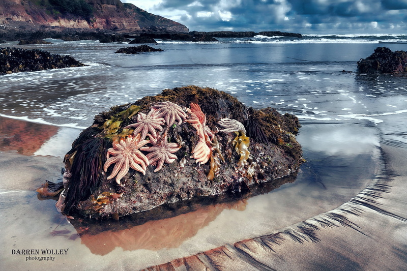 the ocean, wood - material, outdoors, scenics - nature, land, animal, nature, beach, rocks, animals in the wild, stones, New Zealand, North island, Maori Bay