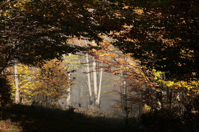 forest, no people, deciduous tree, autumn mood, environment, nature, scenics - nature, growth, tranquil scene, plant, woodland, plenty of natural light
