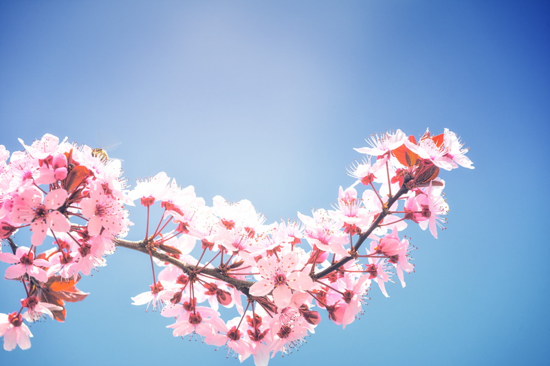 clear sky, flowering plant, low angle view, vulnerability, fragility, hell, blossom, blue background, day, pink color, flora, tree, 5K, springtime, growth