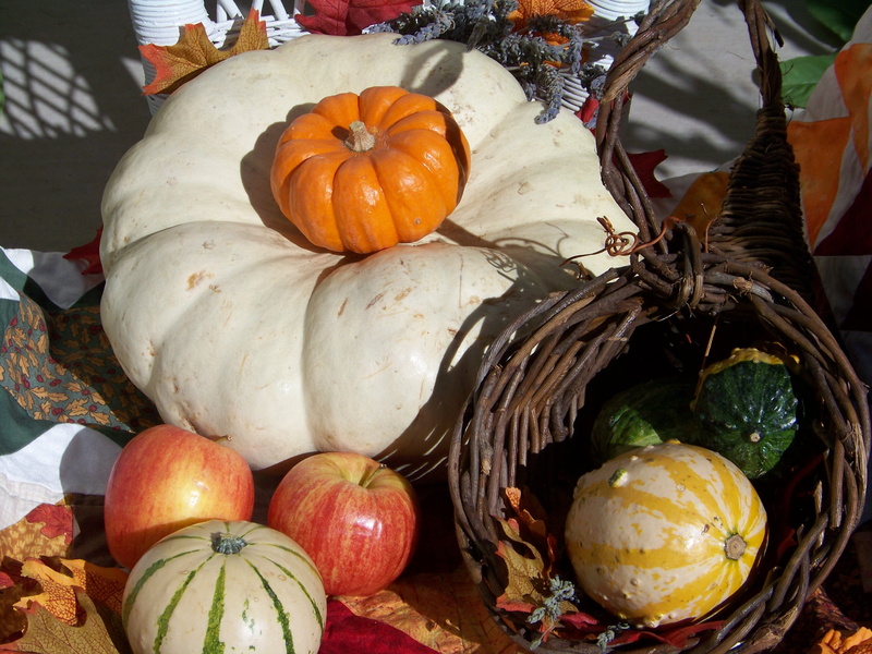 freshness, halloween, high angle view, healthy eating, nature, decoration, squash, food and drink, fruit, outdoors, gourd, choice, fall, no people, wellbeing