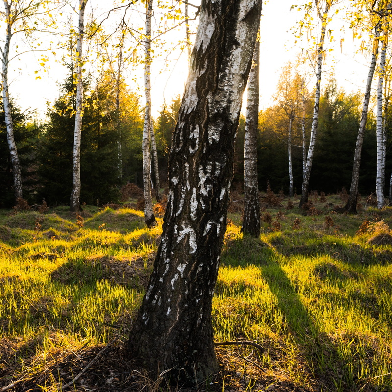 plant, bright, sun, environment, non-urban scene, light, tranquil scene, forest, landscape, sunlight, nature, growth, flora, outdoors, spring, czech republic
