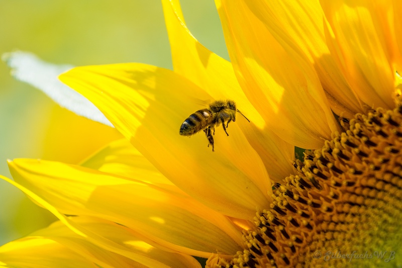 close-up, plant, pollination, black, flower head, photo, close, macro, freshness, yellow, animals in the wild, bloom, blossom, fragility, growth, animal