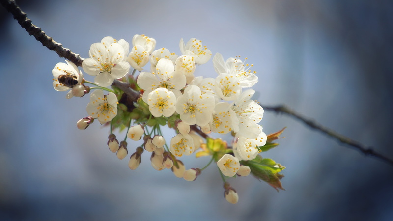 no people, fresh, petal, flower head, twig, fragility, flowering plant, branches, flower, bloom, plenty of natural light, day, beauty in nature, vulnerability