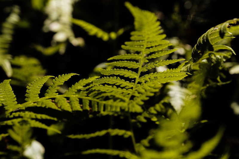 mushroom, focus on foreground, outdoors, beauty in nature, bay of plenty, fern leaf, new zealand, growth, vegetation, tree, day, plant, fungus, rainforest