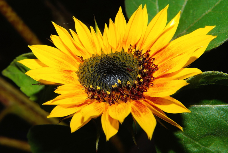 inflorescence, beauty In Nature, flora, outdoors, 4K, nature, single Flower, gazania, pollen, bright, flowers, flower head, vulnerability, freshness, Yellow