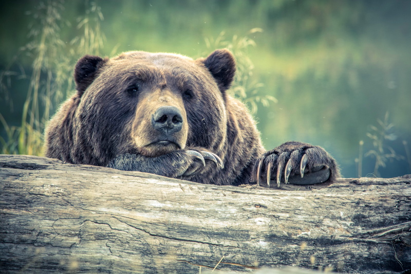 animals In The Wild, animal wildlife, animal head, carnivore, large, Peering, wildlife, fallen, animal, brown, vertebrate, resting, Bear, 5K, plant, photos