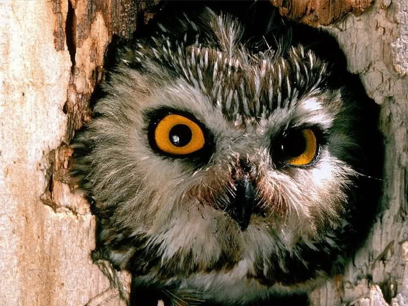 animals, peering, art, closeup, birds, hd, 480P, owl face, tree hollow, Bird