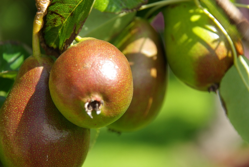 day, pears, plant part, apple - fruit, food and drink, outdoors, 4K, fruit, netherlands, ripe, plant, nature, peer, freshness, close-up, growth, wellbeing