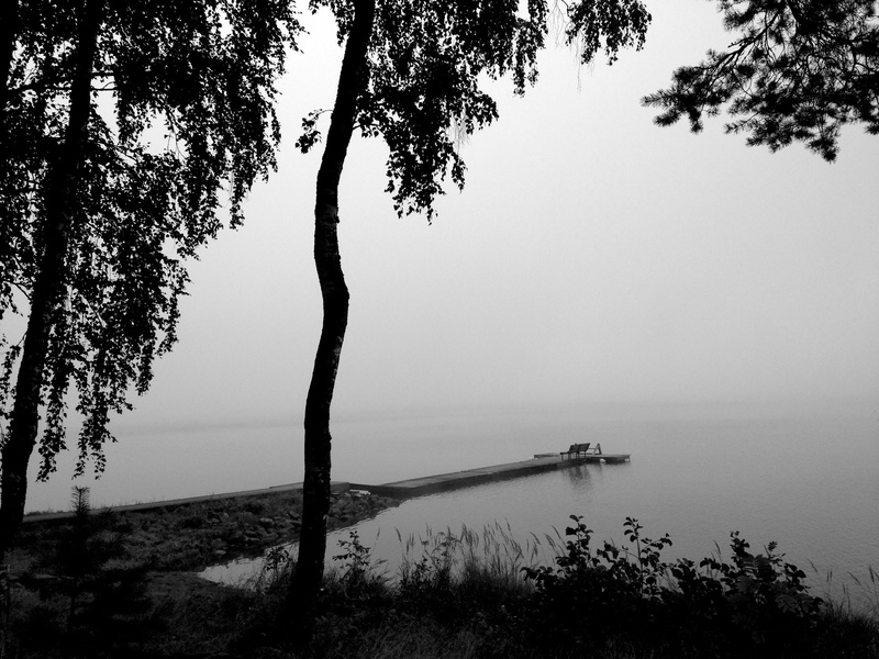 plant, fog, landscape, tree, lake, outdoors, growth, summer, day, trunk, non-urban scene, beauty in nature, calm, branch, scenics - nature, peer, nature