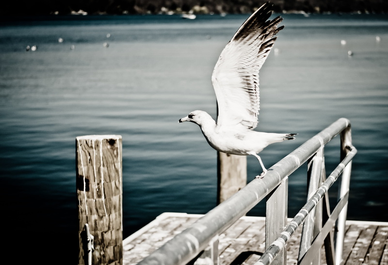 wooden post, focus on foreground, animal themes, peer, bird, start, animals in the wild, animal wildlife, spreading wings, flying, vertebrate, wings, beak