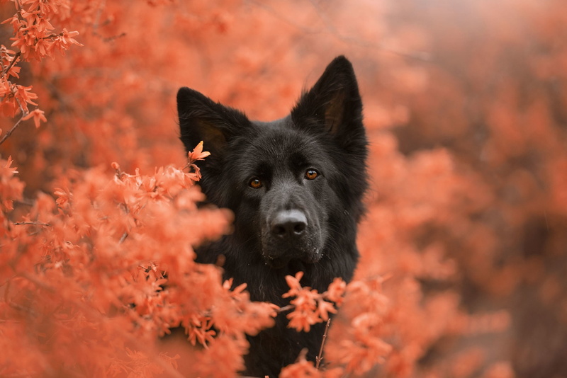dog, German shepherd, bokeh, face, 1080P, peer
