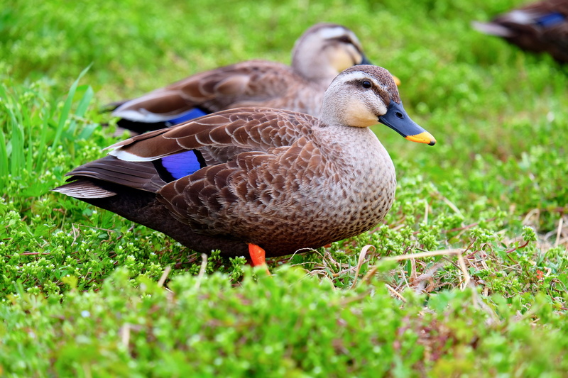 no people, field, mallard duck, bird, vertebrate, beak, 4K, selective focus, grass, peers, animal wildlife, ducks, outdoors, animals in the wild, duck