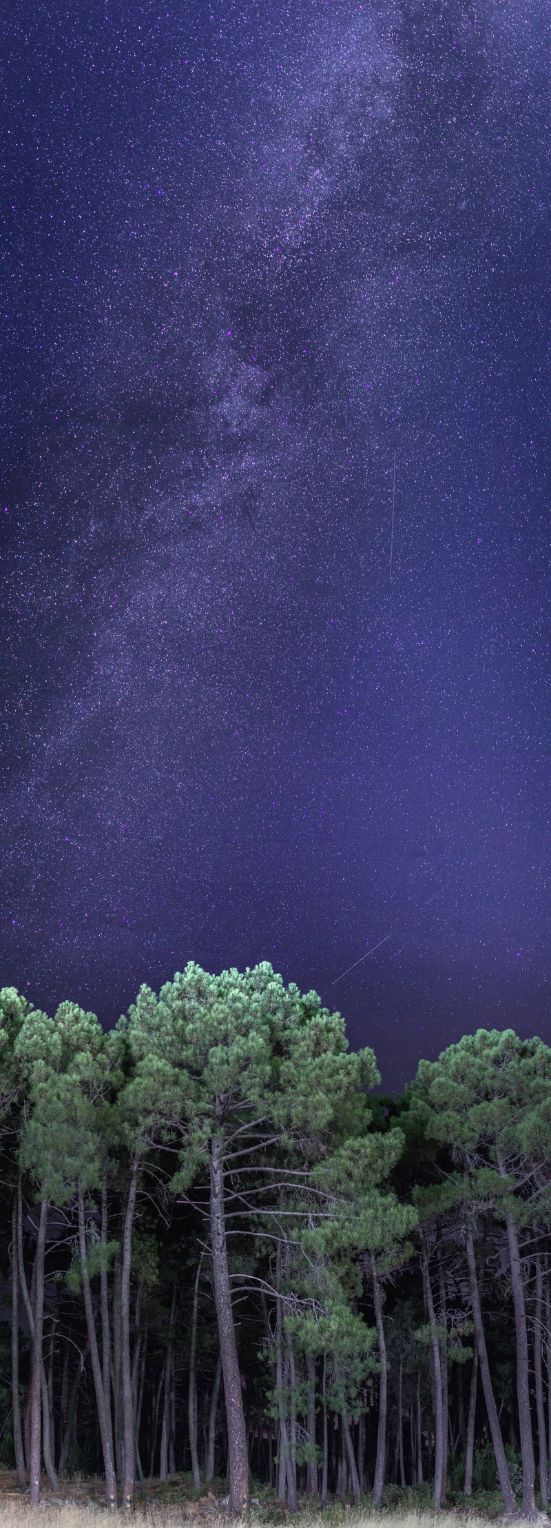 vertical, tree, space, star - space, panoramic, nature, sky, night, non-urban scene, idyllic, scenics - nature, space and astronomy, via lactea, tranquility