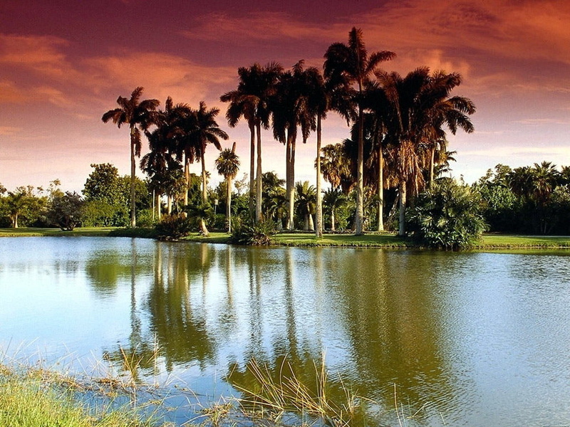 place, e, National Park, art, Parana, nature, rios, Entre Rios, rio, Forests, beautiful place, beautiful, 480P, entre, hd, Palmar