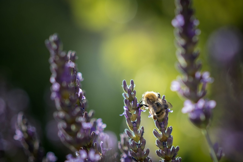 abeille, lavender, bee, tilt shift lens, photography, lens, tilt, Entre deux, flower, purple, bokeh, nature, 4K, honeybee, shift, purple flower