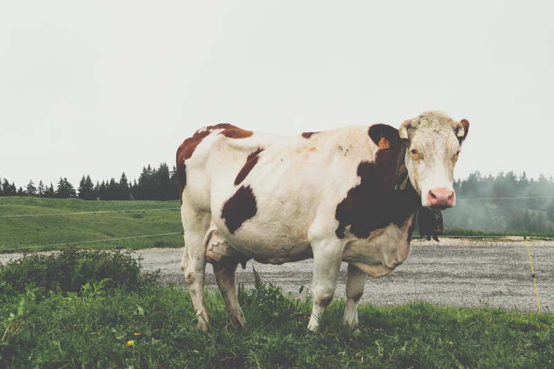 no people, herbivorous, nature, alps, 5K, animal, domestic, animal themes, forest, camera, mammal, landscape, livestock, cow, clouds, fog, france, domestic animals