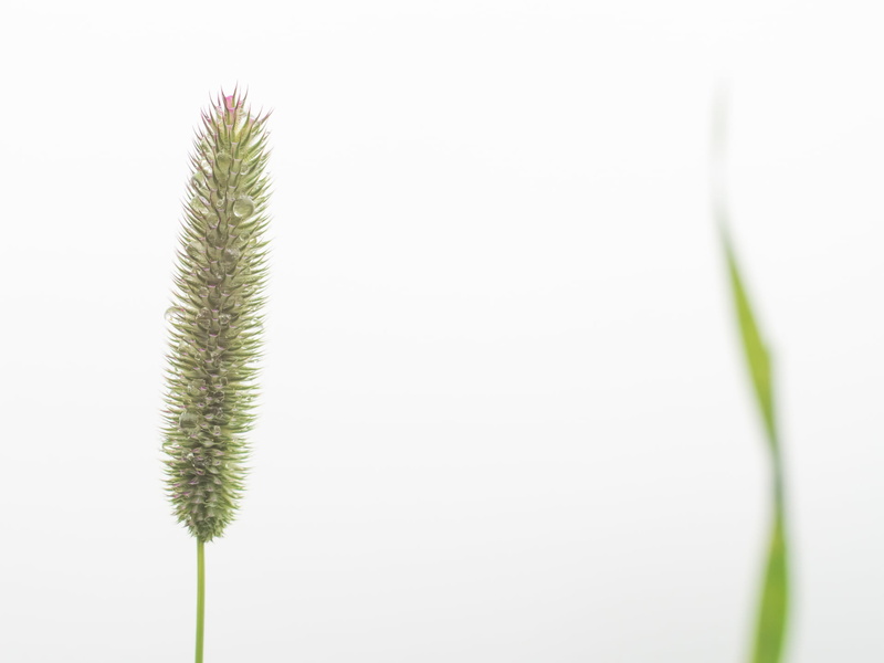 CZJ, nature, Peach, tilt, MFT, minimalistic, close-up, botany, white, green Color, green, photography, plant, lens, simple, background, 1080P, M43, Lonely