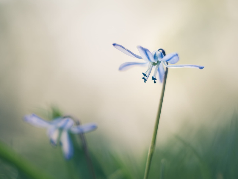 daytime, MFT, Peach, Scilla, squill, dof, nature, down there, vintage, two, green Color, springtime, What on earth, F1.8, close, 1080P, flower, M43, Panasonic Lumix GX8