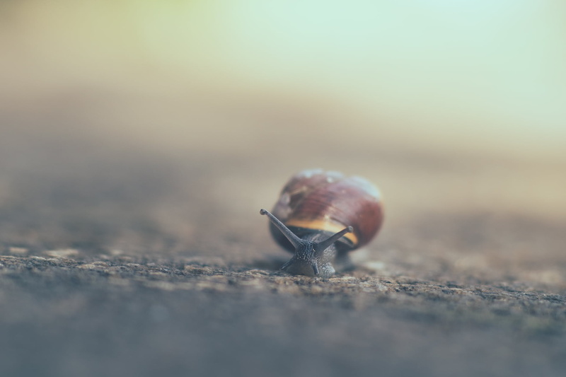 MFT, macro, Micro 4/3, 1080P, Panasonic, dof, snail, close-up, Samyang, Lumix, F1.4, animal Shell, gastropod, spiral, manual focus, available light, Rushing
