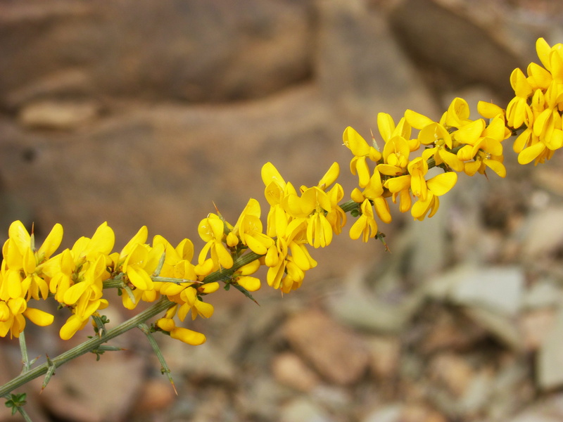outdoors, no people, close-up, day, blossom, flower, beauty in nature, growth, yellow flower, springtime, focus on foreground, argelaga, plant, flowering plant