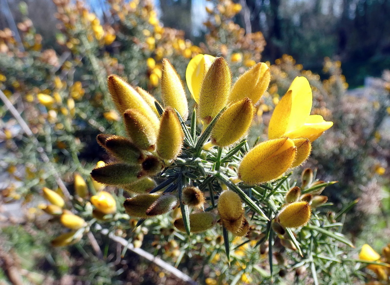 outdoors, broom, petal, fragility, spartium scorpius, fabaceae, vulnerability, 2K, broom scorpio, flower, land, growth, focus on foreground, inflorescence