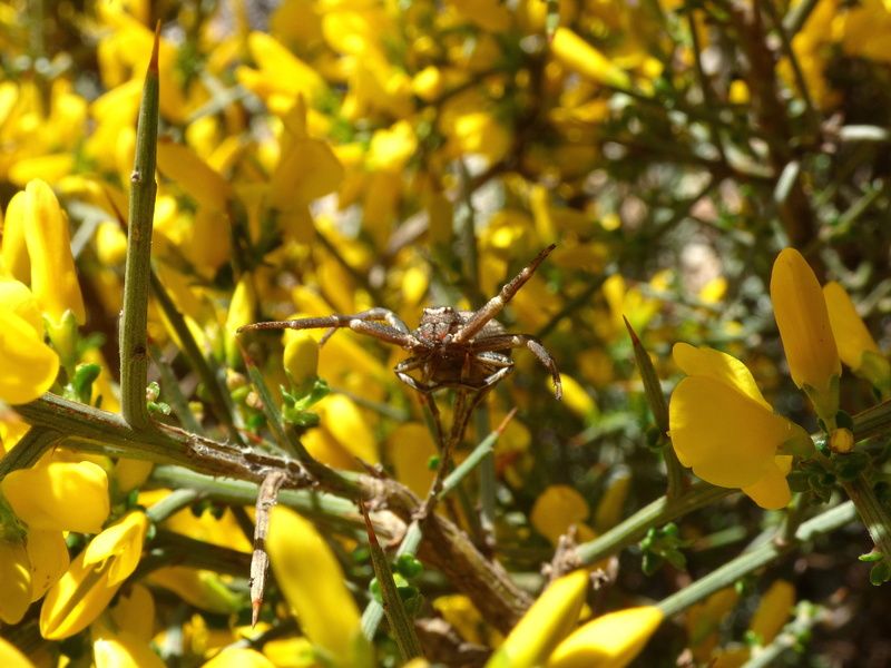 2K, day, animals in the wild, insect, threat, yellow, invertebrate, animal wildlife, animal themes, close-up, animal, growth, plant, genista scorpius