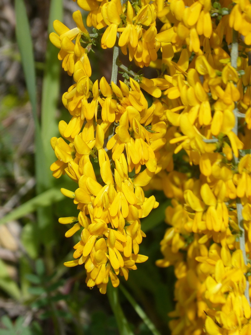 season, freshness, inflorescence, flowering plant, nature, argilaga, fragility, genista scorpius, beauty in nature, yellow, flowering, close-up, petal