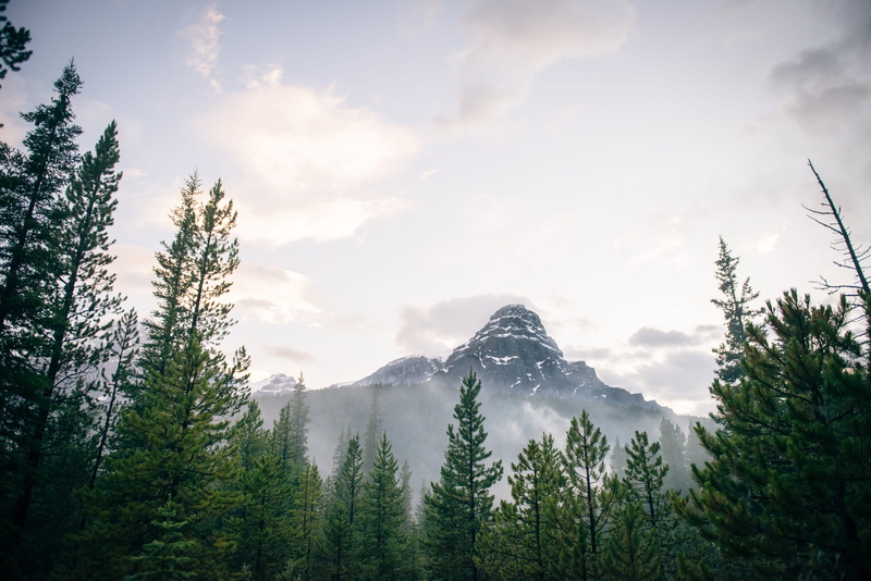 mist, scenics - nature, mountain, tree, tranquility, tranquil scene, green color, winter, day, low angle view, pine tree, plant, moutain, canada, land