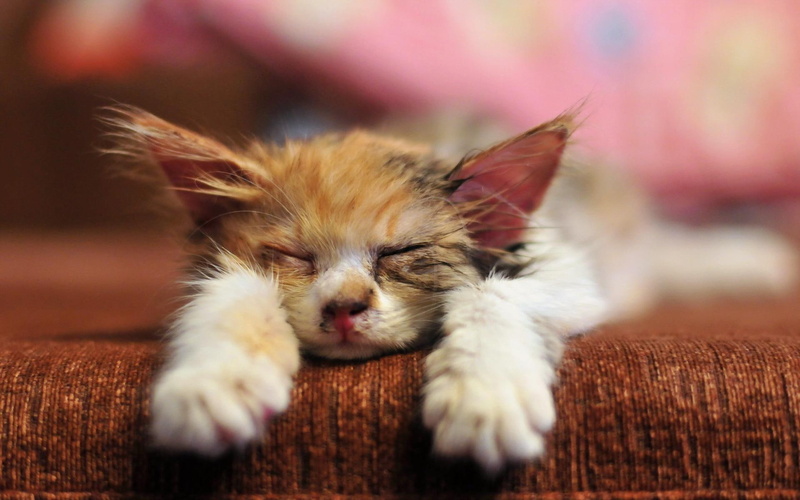 1080P, slipping, calico, cat, white, animal, kitten, animals, beige, cats