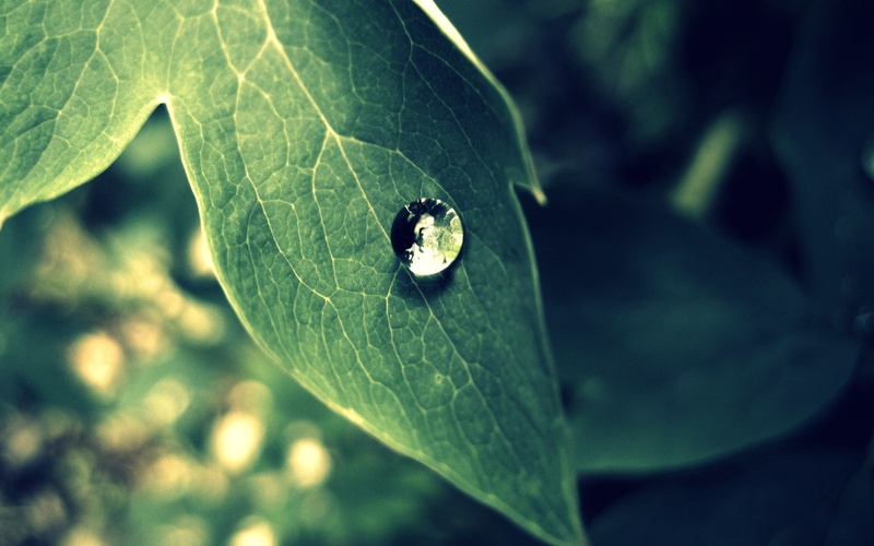2K, drop, slips, leaf