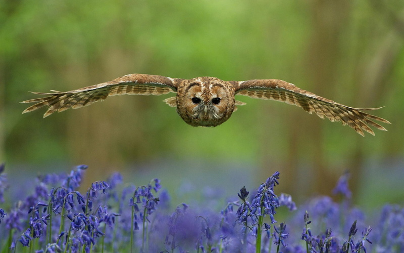 Owl, Wings, Flowers, Flight, Bird, 1080P
