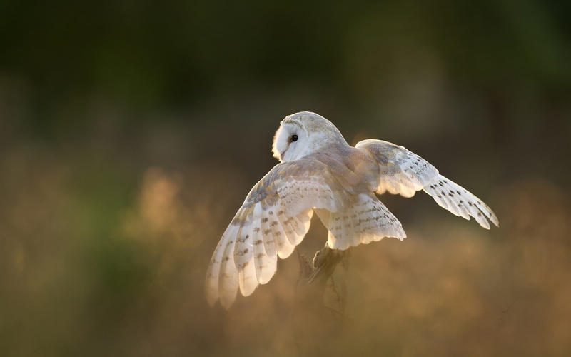 Morning, 1080P, Owl, Wings, Bird, close