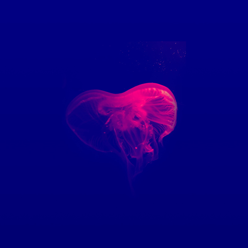 nature, 2K, colorful, water, pink color, marine, swim, animal themes, animals in the wild, swimming, studio shot, color, bioluminescence, neon, jellyfish