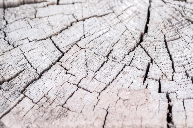 backgrounds, crack, no people, textured, full frame, selective focus, 4K, wood, old, tree ring, arid climate, abstract backgrounds, drought, dry, sad