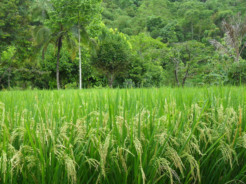 rural scene, nature, scenics - nature, Palm, beauty in nature, agriculture, tranquility, land, farm, field, crop, Java, plant, plantation, green color