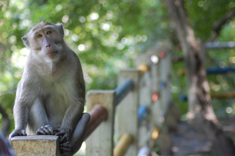 day, sitting, semarang, animals in the wild, one animal, primate, baboon, vertebrate, tree, 2K, looking away, no people, animal wildlife, nature, leaf