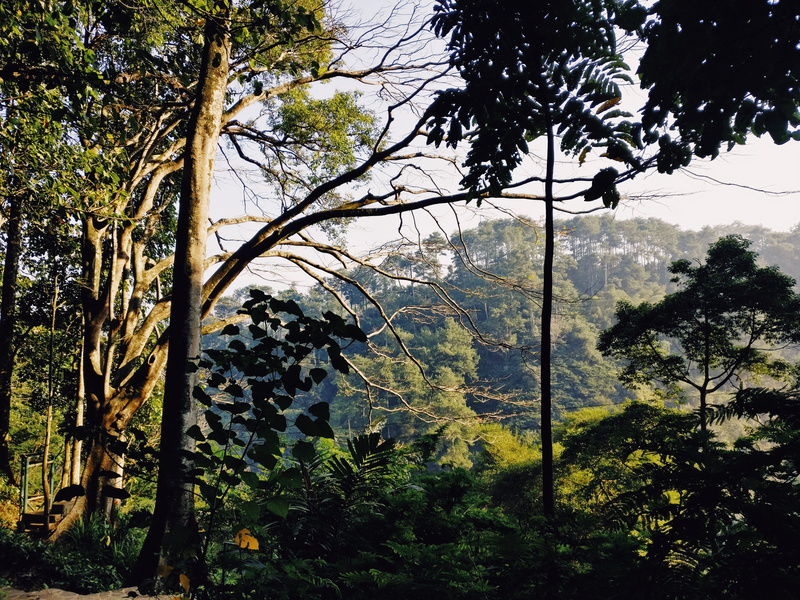 tranquility, forest, tranquil scene, growth, nature, land, trees, west java, beauty in nature, hike, 4K, green, tree, no people, branch, trail, green color