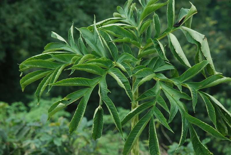 outdoors, flora, herb, focus on foreground, close-up, plant, marijuana - herbal cannabis, green color, food and drink, leaf, beauty in nature, nature, plant part