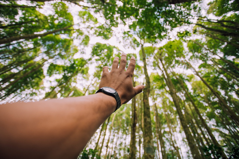 tree, sunlight, non-profit, environment, males, hand, lifestyles, 2K, young Adult, java, green Color, travel, park - Man Made Space, forest, nature, strength