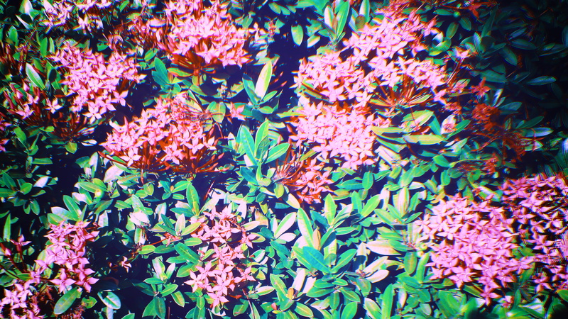 green color, java, backgrounds, pink, freshness, leaves, bloom, growth, blossom, beauty in nature, day, indonesia, abundance, petal, flowers, shade, plant part