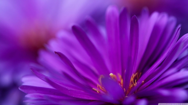 flowering plant, softness, beauty in nature, growth, vulnerability, aster, plant, flower, plants, closeup, extreme close-up, freshness, purple, flower head